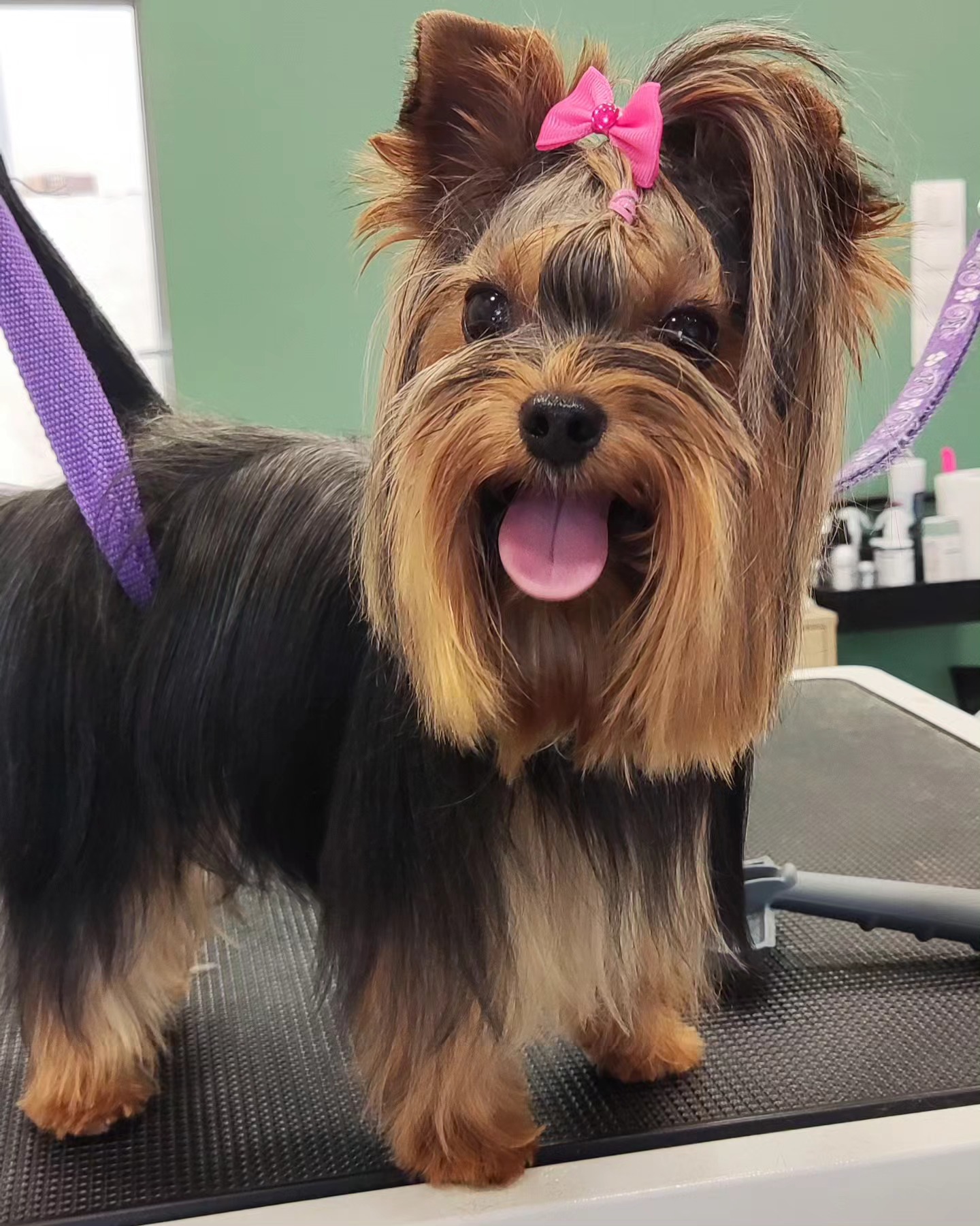 Professional grooming