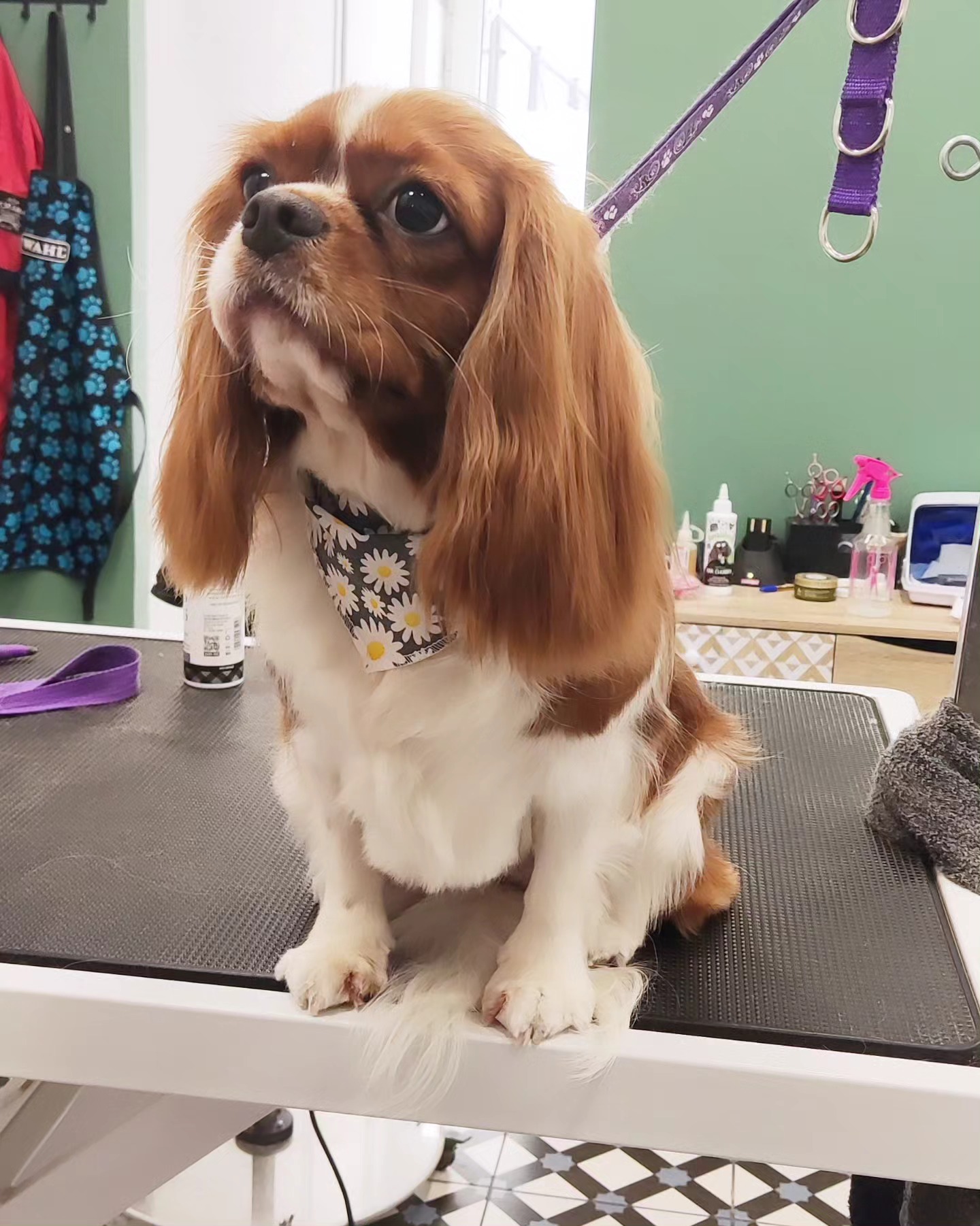 Floof Instagram post